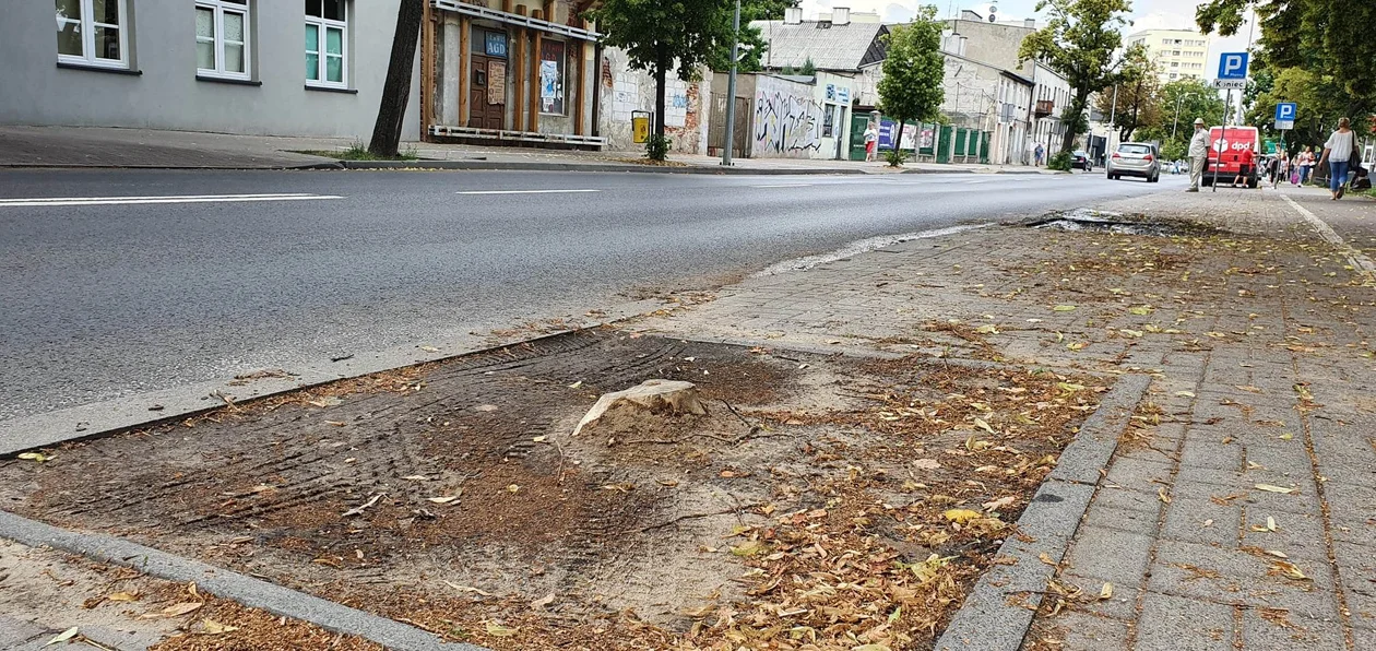 Strefa Płatnego Parkowania. Radny pyta: czy jest dobrze oznaczona? I co z miejscami po wyciętych drzewach? - Zdjęcie główne