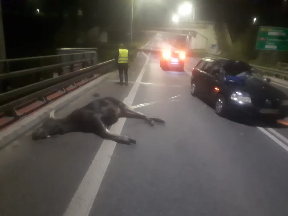 Groźnie na obwodnicy. Auto zderzyło się z łosiem [ZDJĘCIA] - Zdjęcie główne