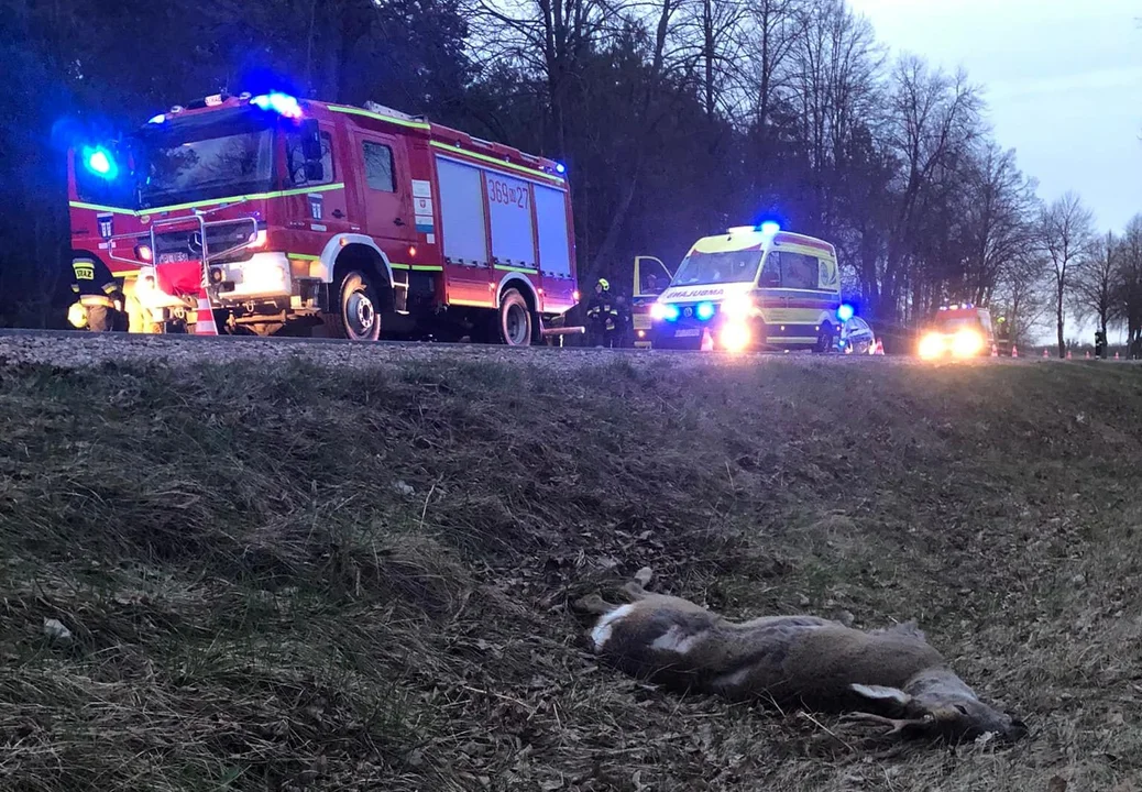 Zderzenie samochodu z dzikim zwierzęciem. Służby apelują o uwagę - Zdjęcie główne