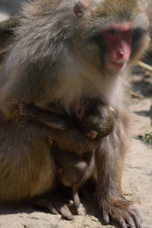 Zobaczcie te maluchy. Przyszły na świat w zoo - Zdjęcie główne