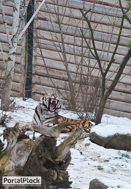 Wędrówka trasą zimowego zwiedzania - Zdjęcie główne