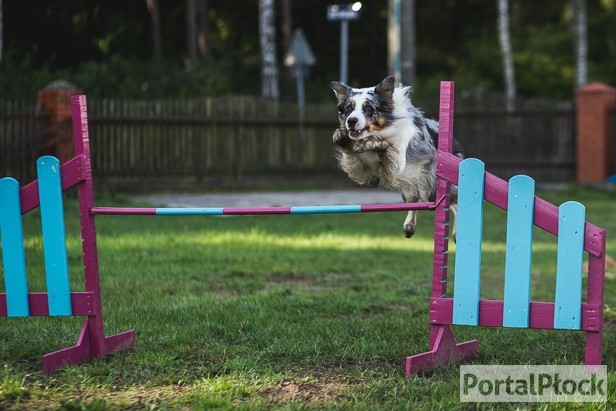 Uprawiają agility. Na czym polega?  - Zdjęcie główne