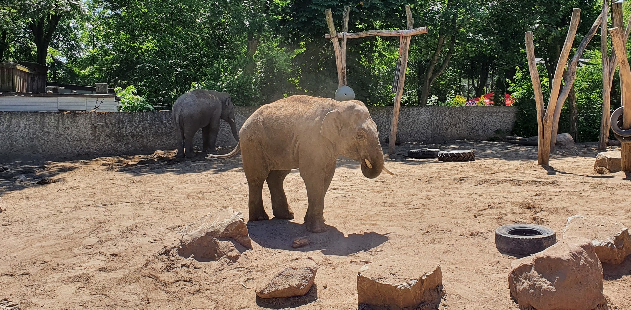 Płockie zoo chce sporo zainwestować w rozbudowę. Szykują się duże zmiany - Zdjęcie główne