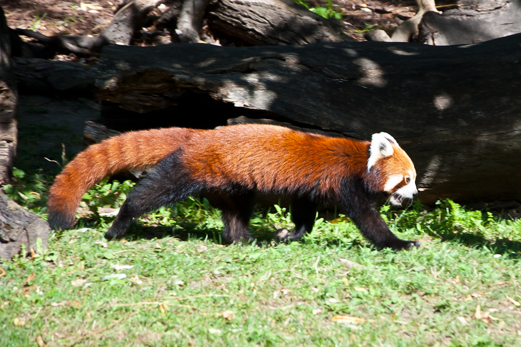 Międzynarodowy Dzień Pandy Małej w płockim zoo - Zdjęcie główne