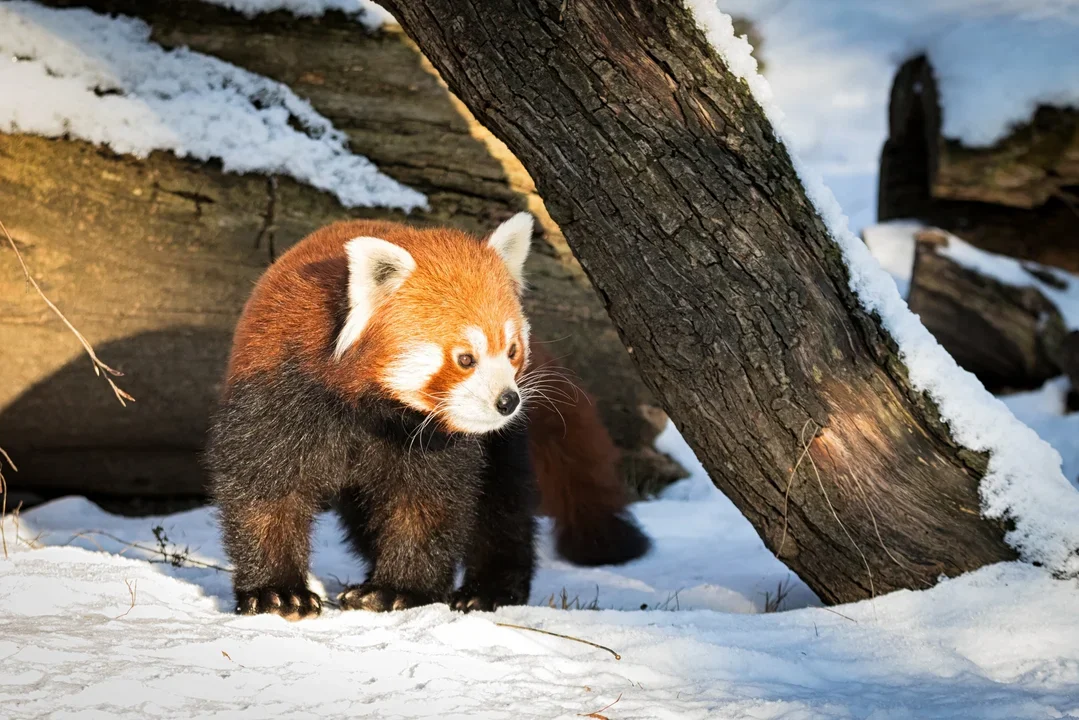 ZOO zaprasza do ogrodu. Uruchomiono "Trasę Zimowego Zwiedzania" - Zdjęcie główne