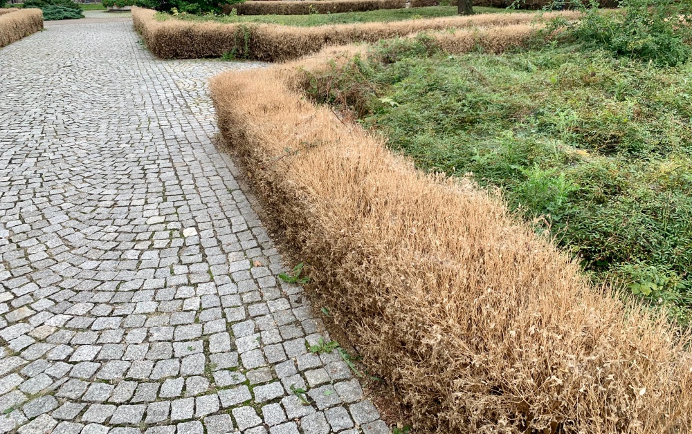 Plaga szkodników na roślinach w Płocku. Konieczna wycinka? - Zdjęcie główne