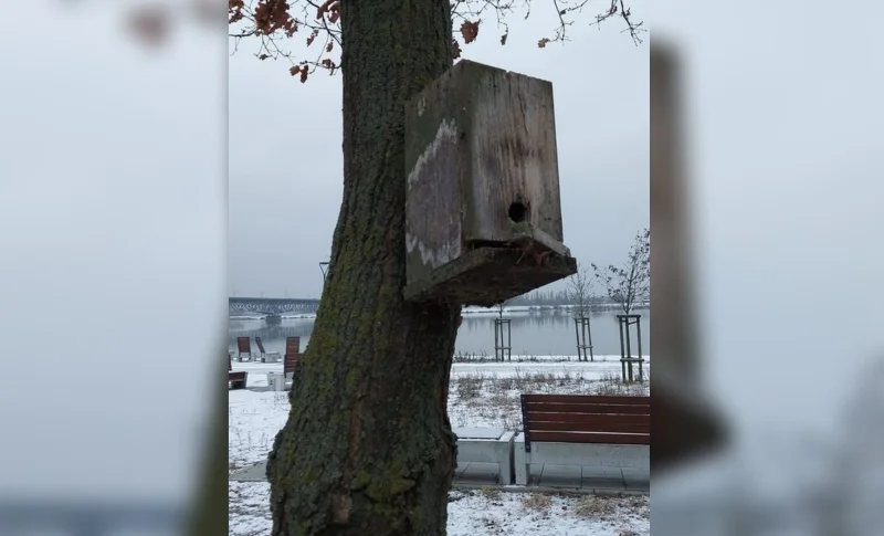 Budki dla ptaków wymagają wymiany. "Większość została zniszczona przez wandali i pogodę" - Zdjęcie główne