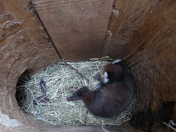 Nasza panda to kawaler na wydaniu [FOTO] - Zdjęcie główne