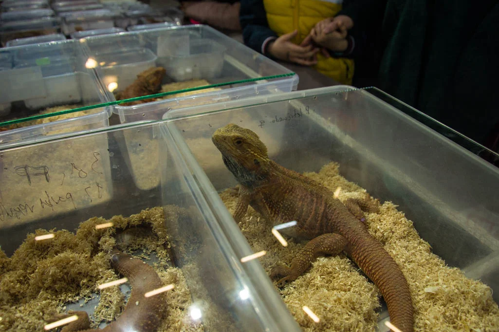 Targi Terrarystyczne Terra Expo Płock 2022