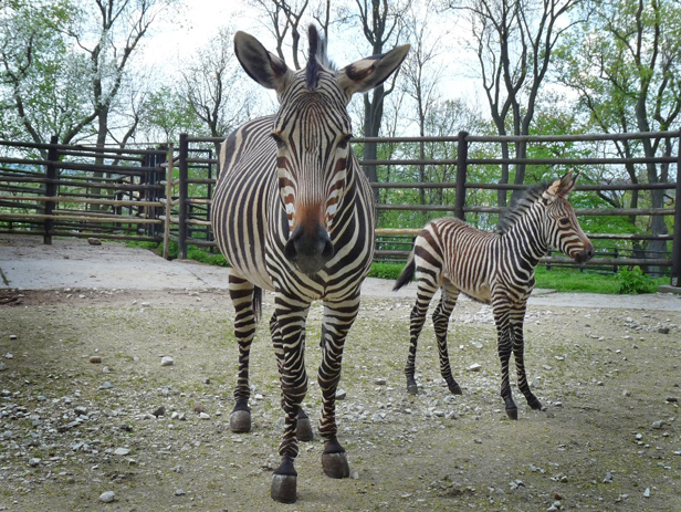 Zobaczcie, co urodziło się w zoo [FOTO] - Zdjęcie główne