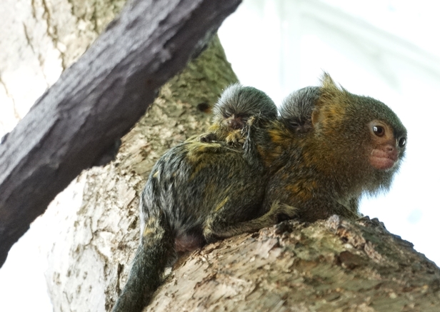 Wieści z zoo. Narodziny bliźniaków [FOTO] - Zdjęcie główne