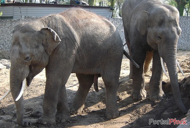 Zoo bez słoni. Wyjechały na zawsze - Zdjęcie główne