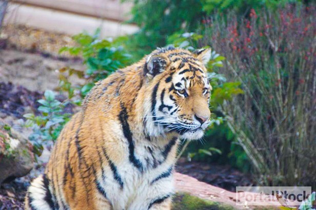 Sprawdź, do czego służy nowa aplikacja zoo - Zdjęcie główne