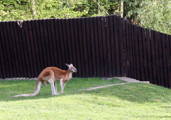 Zwierzęta w płockim zoo giną od strzałów - Zdjęcie główne