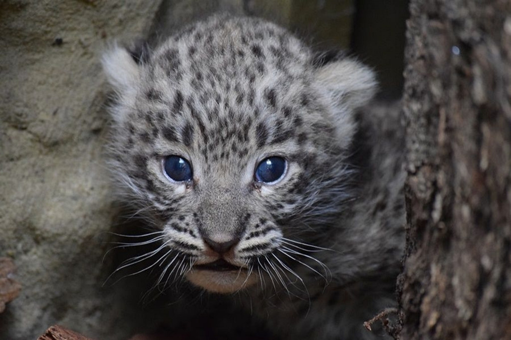 Maluchy z płockiego zoo - Zdjęcie główne