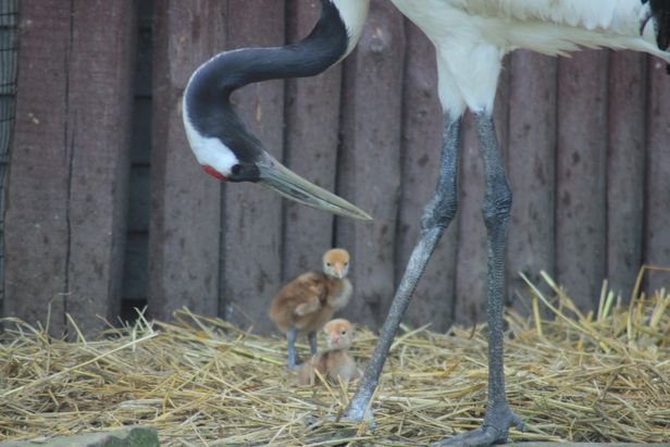 Niezwykłe ptasie narodziny w ZOO w Płocku - Zdjęcie główne