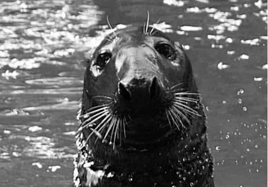 Smutna wiadomość z płockiego zoo. Zmarł samiec Bubi - Zdjęcie główne