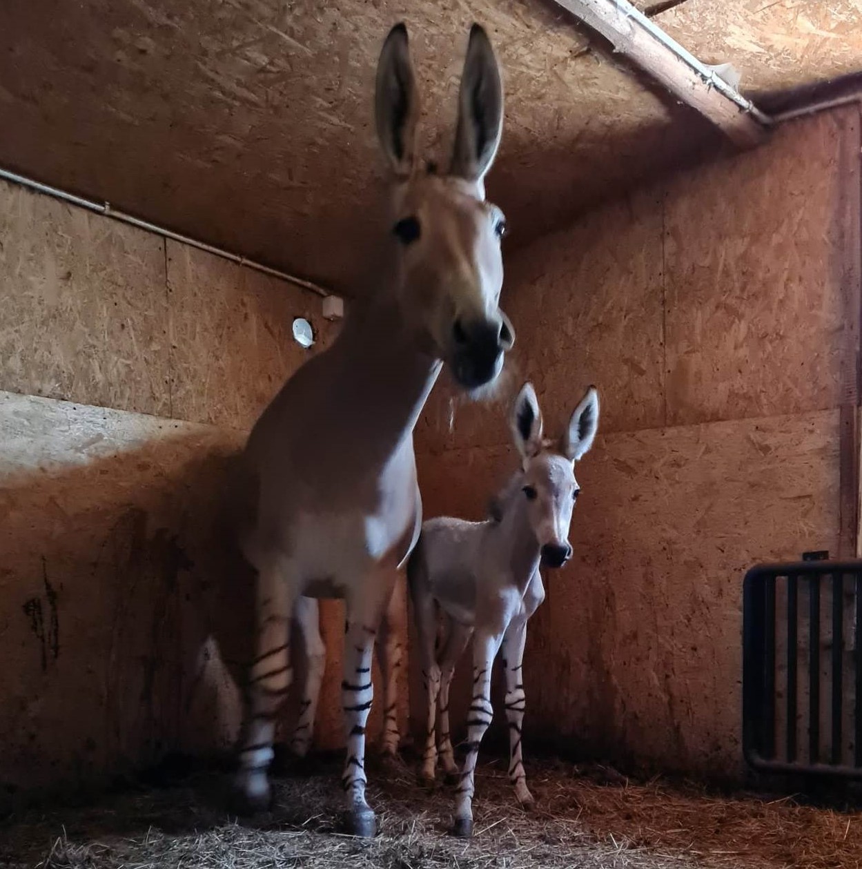 Kolejne narodziny w zoo. Tym razem to osioł somalijski [ZDJĘCIA] - Zdjęcie główne