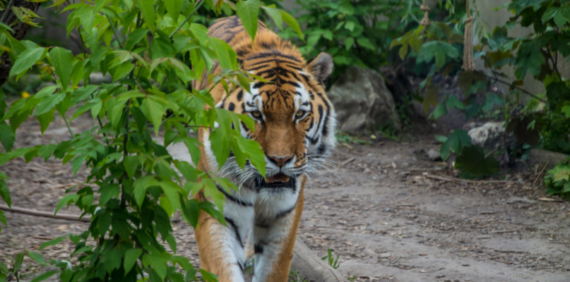 Dyrektor płockiego ZOO: Pandemiczna strata dla ogrodu to nawet milion zł - Zdjęcie główne