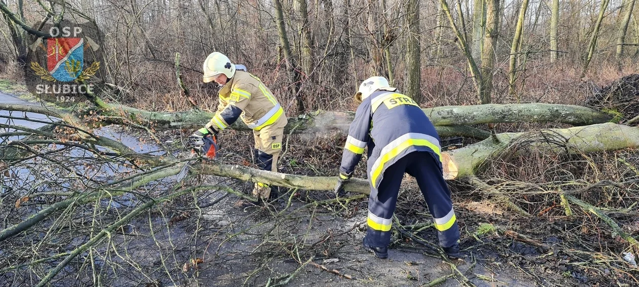 Strażacy walczą ze skutkami wichury. Kilkadziesiąt interwencji w Płocku i powiecie [ZDJĘCIA] - Zdjęcie główne