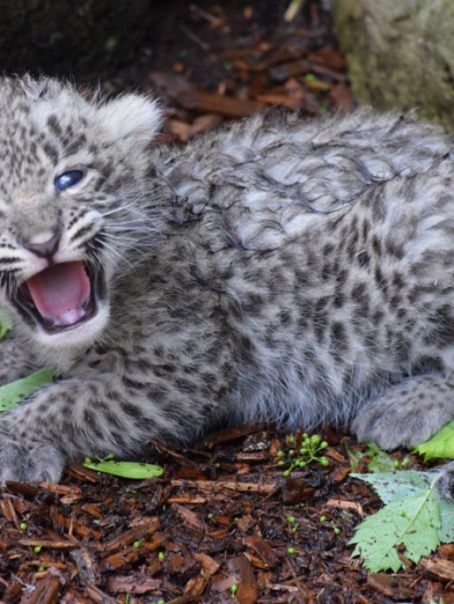 Małe lamparciątko w płockim ZOO - Zdjęcie główne