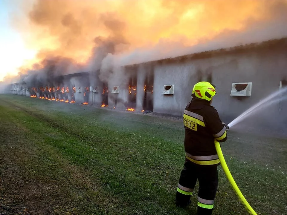 Ogromny pożar kurnika. W akcji 14 zastępów straży pożarnej [ZDJĘCIA] - Zdjęcie główne