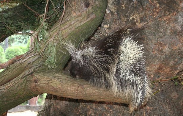 Stefanowi spodobało się płockie ZOO [FOTO] - Zdjęcie główne