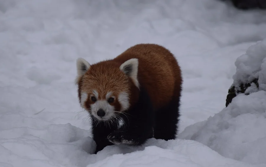 Zima to też dobry moment, żeby odwiedzić płockie zoo   - Zdjęcie główne