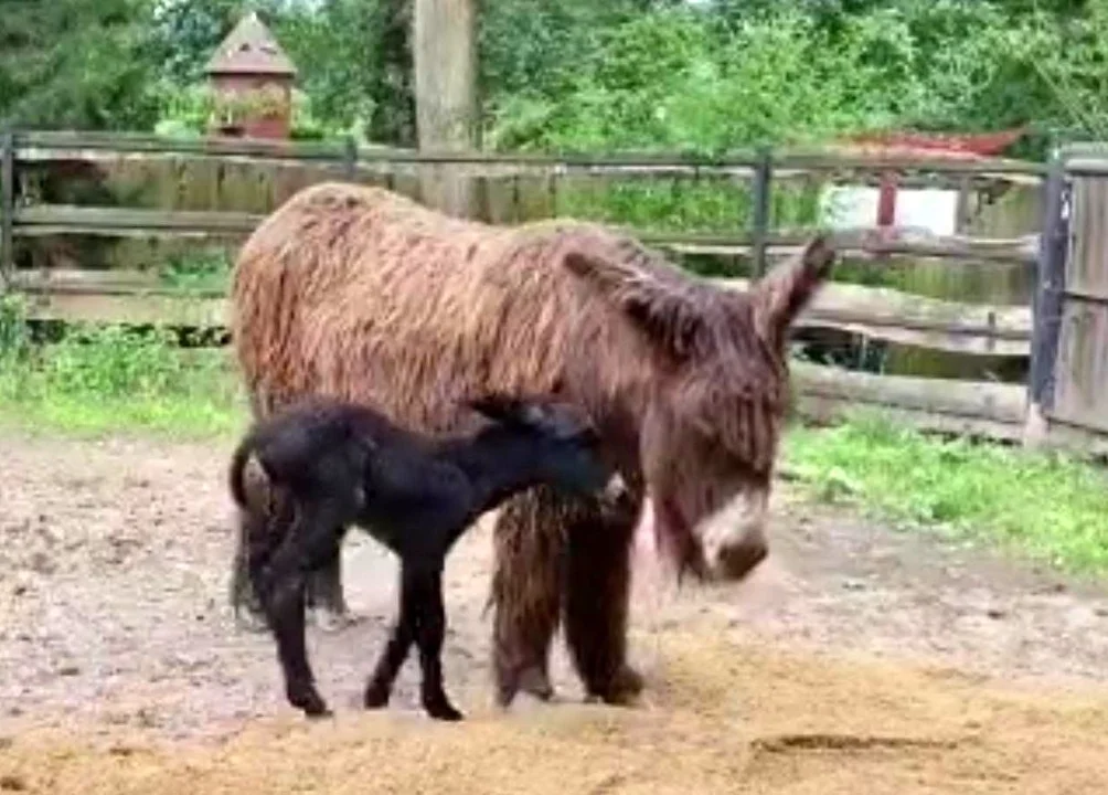 Wyjątkowa lokatorka w Zoo w Płocku. Poznajcie Malwinkę - Zdjęcie główne