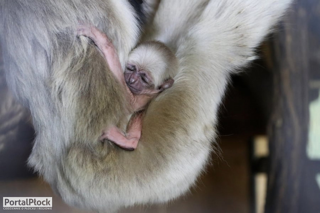 W zoo urodził się gibbon - Zdjęcie główne