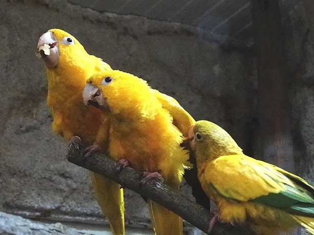 Zobaczcie, kto zamieszkał w zoo [FOTO] - Zdjęcie główne