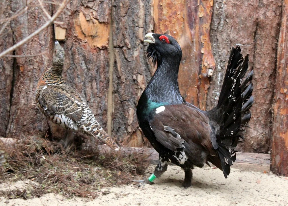 Nowi mieszkańcy w zoo w Płocku. Prosto z Francji. W czasie godów... głuchną - Zdjęcie główne