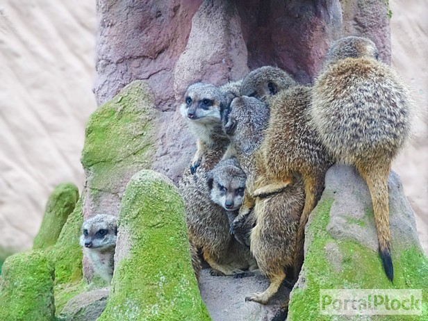 Gadu gadu w ZOO. Nie bój żaby, wpadnij - Zdjęcie główne