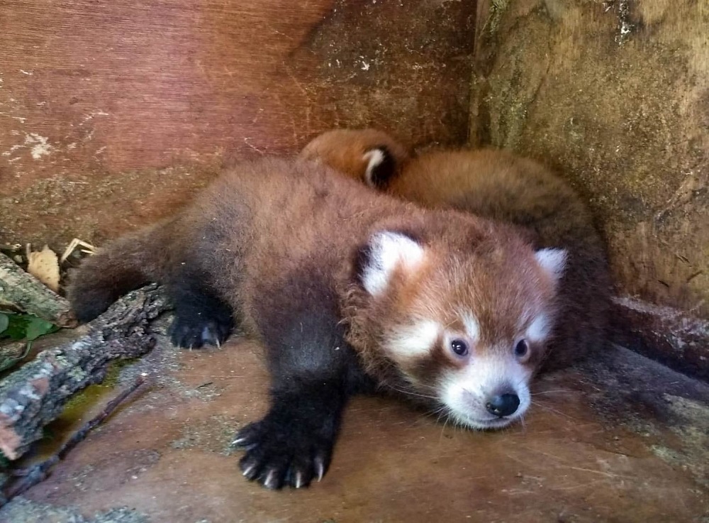 Młodziutka panda w płockim ZOO. Przyjechała z francuskiego ogrodu zoologicznego [ZDJĘCIA] - Zdjęcie główne