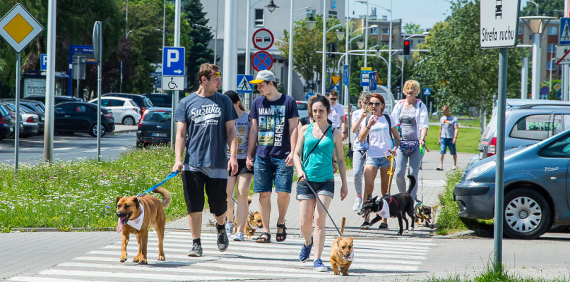 Spacer miłośników psów. Czworonogi szukają domu [FOTO] - Zdjęcie główne