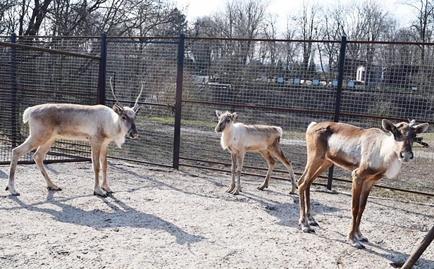 Wiecie, po co takie urządzenie w zoo? - Zdjęcie główne