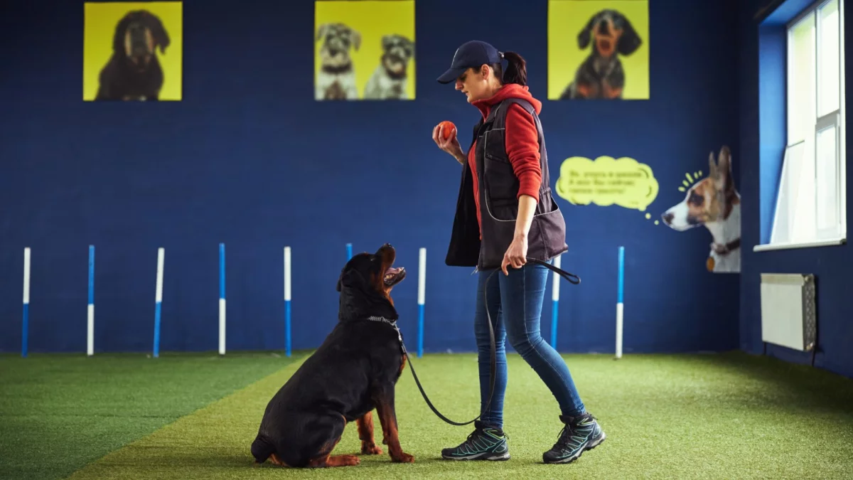 Kochasz czworonogi i wiążesz z nimi swoją zawodową przyszłość? Zostań psim behawiorystą!