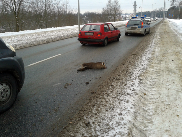 Zabita sarna leży na Podolszycach [FOTO] - Zdjęcie główne