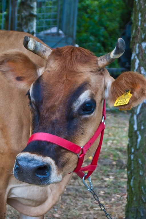 Wiejskie Klimaty w płockim zoo - Zdjęcie główne