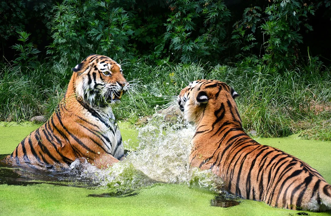 Pazury, potężne kły, szybkość i zabójcza siła! Konkursy z nagrodami i koło fortuny w płockim Zoo - Zdjęcie główne