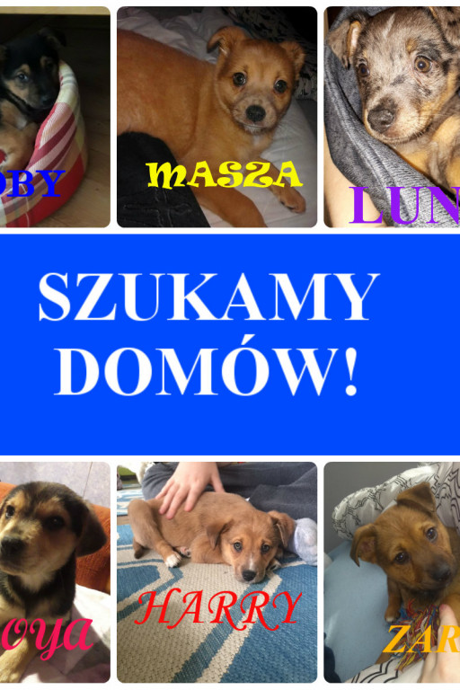 Pomagamy pieskom znaleźć serdeczny dom - Zdjęcie główne