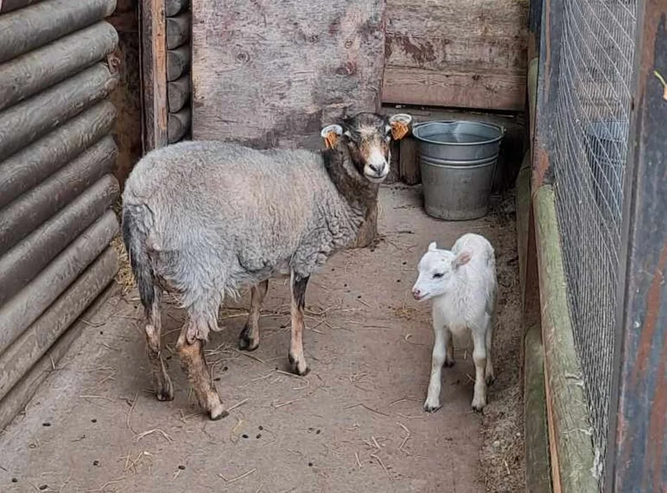 Zoo Płock: "Rodzinka znów się powiększyła". A może chcecie hodować zwierzę  na własnej posesji? - Zdjęcie główne