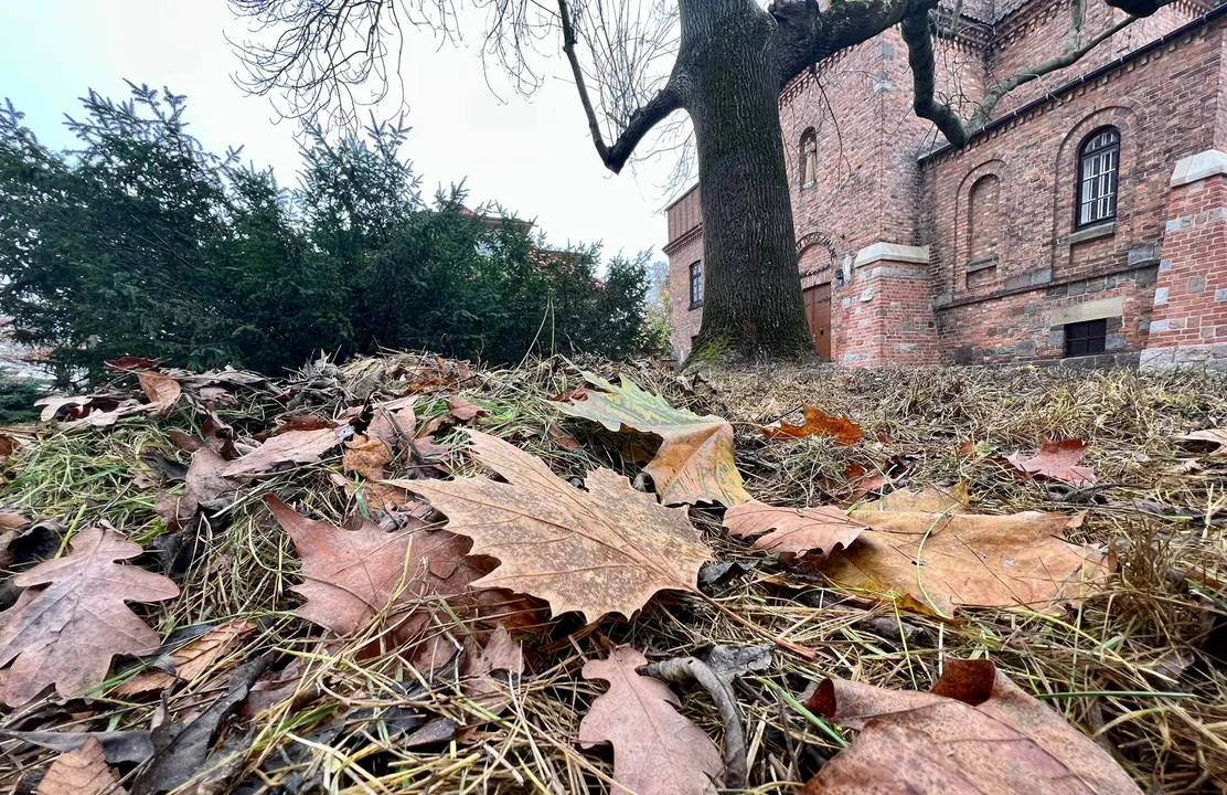 Zmienia się polityka miasta w kwestii grabienia liści. Od teraz pozostaną na trawnikach - Zdjęcie główne