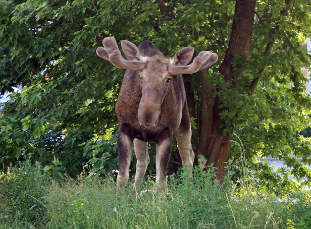 Łoś biega po Podolszycach [FOTO] - Zdjęcie główne