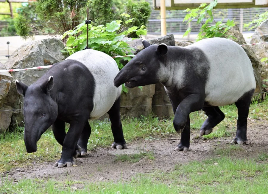 Z Holandii do płockiego Zoo przybyła Krissy. Keenam jest zachwycony! - Zdjęcie główne