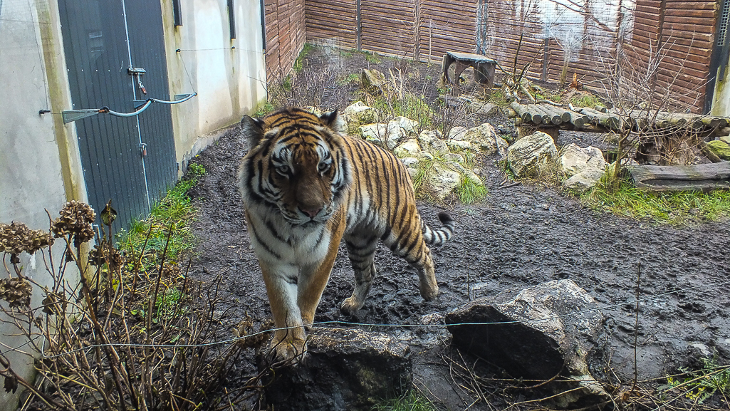 Zima i świąteczna, żywa szopka w płockim zoo - Zdjęcie główne