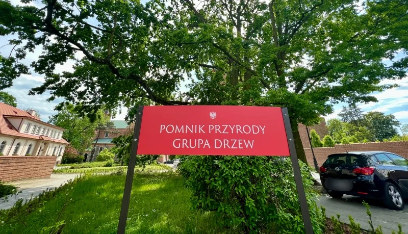 Pomniki przyrody przeszły pielęgnację. Zabezpieczono 35 cennych, płockich drzew - Zdjęcie główne