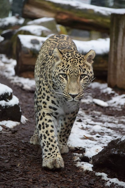 Zajrzyjcie w święta do zoo - Zdjęcie główne