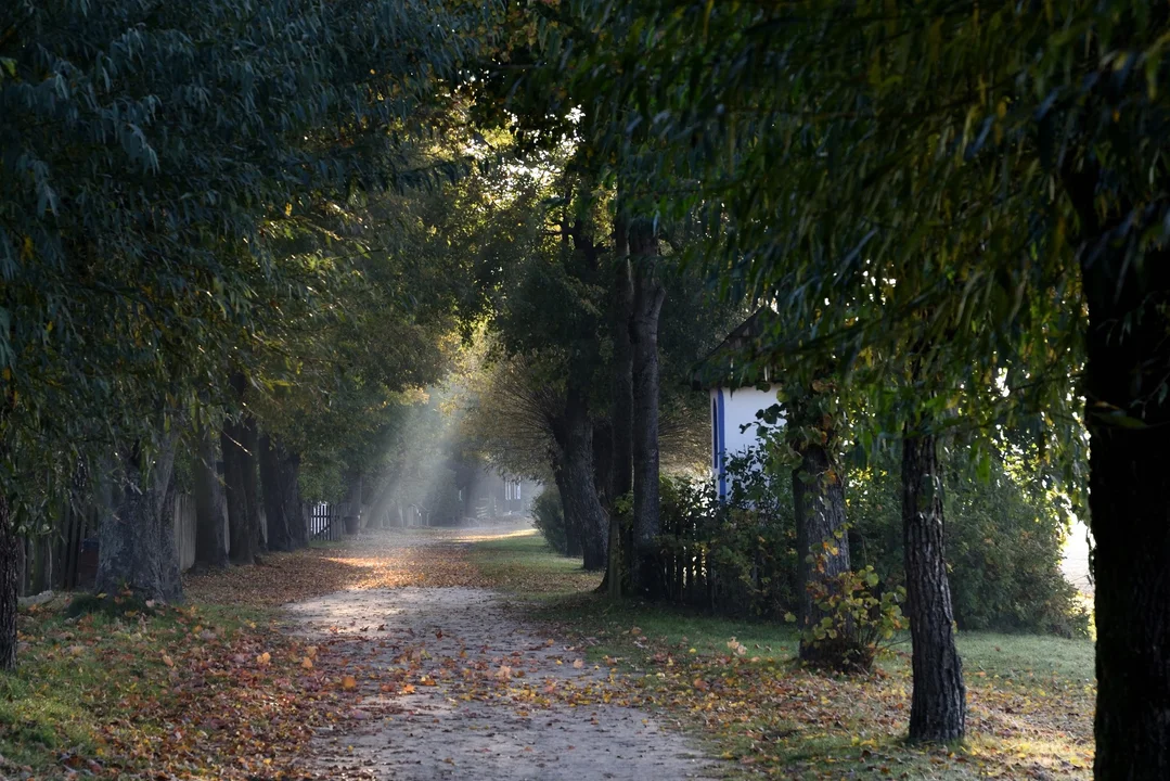 Summer Fall Festival, gupiki, targi nieruchomości, wykopki, potańcówka retro. Co się będzie działo w Płocku i regionie w weekend? [Lista] - Zdjęcie główne