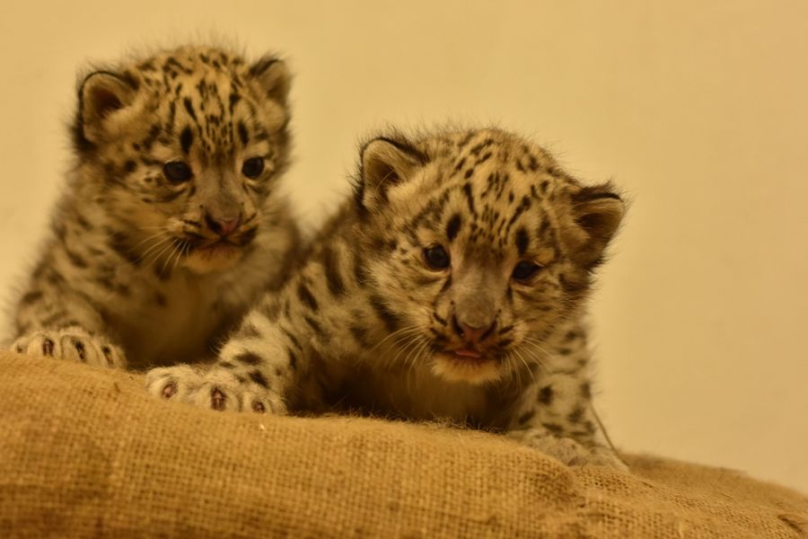 W płockim zoo urodziły się pantery śnieżne! Koniecznie zobaczcie ten filmik [WIDEO] - Zdjęcie główne